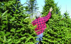 allergic to christmas trees